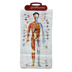 Interactive Human Body Anatomy Learning Board 96 × 46 CM with 32 Body Parts, Audio Explanation & 3D Educational Learning