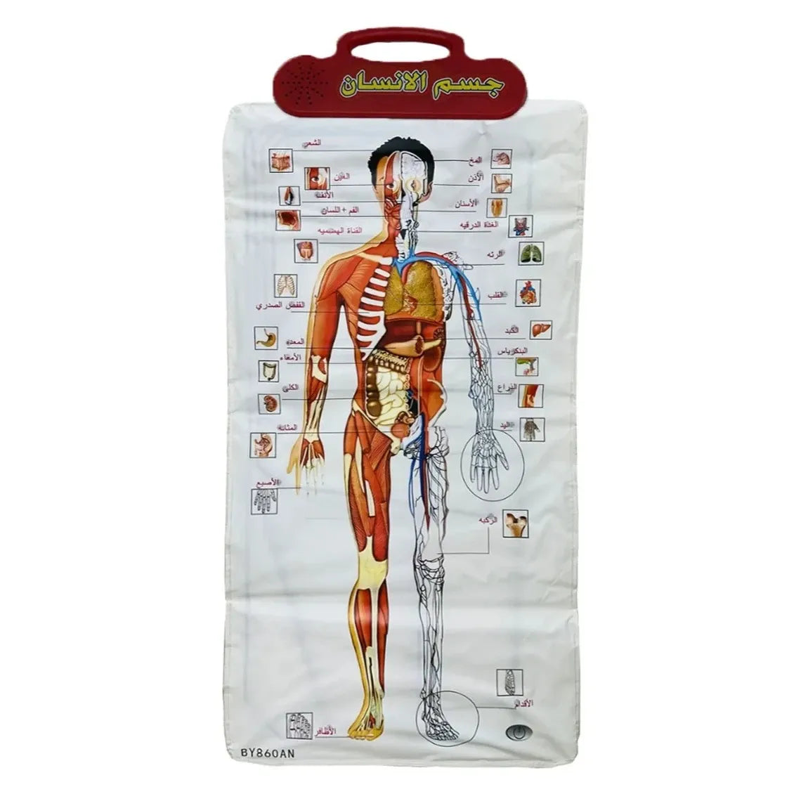 Interactive Human Body Anatomy Learning Board 96 × 46 CM with 32 Body Parts, Audio Explanation & 3D Educational Learning