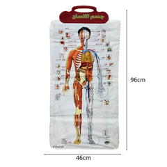 Interactive Human Body Anatomy Learning Board 96 × 46 CM with 32 Body Parts, Audio Explanation & 3D Educational Learning